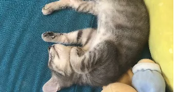 victoire pet sitter à BAGNOLS SUR CEZE 30200