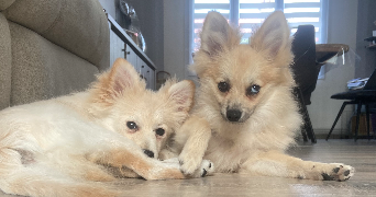 juline pet sitter à ANZIN 59410_1