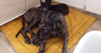 nicolas pet sitter à VILLEPINTE 93420_6