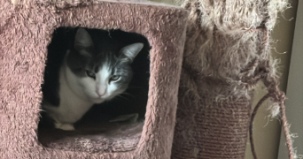 nadège pet sitter à Metz 57070_5