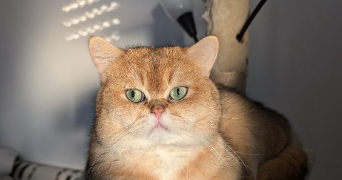 segolene cat sitter à PARIS 13 75013_5