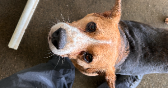 yléa pet sitter à VATIMONT 57580_3