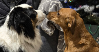 louise pet sitter à MARSEILLE 01 13001_1