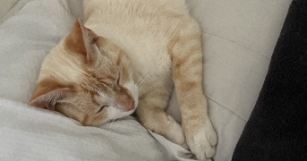 florence pet sitter à CULOZ 01350_6