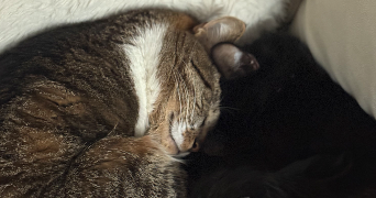 chloé pet sitter à HAUBOURDIN 59320_4