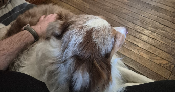 amelia pet sitter à PORNICHET 44380_2