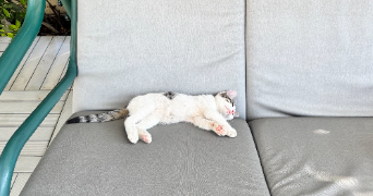 hulya pet sitter à PARIS 19 75019_2