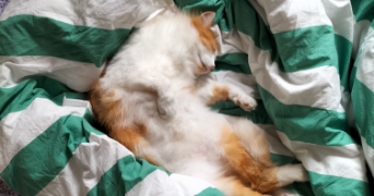 domitille pet sitter à ANGERS 49100_5