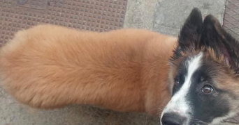 josé mario pet sitter à POITIERS 86000_1