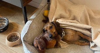 camille dog sitter à PARIS 07 75007_1