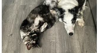 déborah  pet sitter à BETHENIVILLE 51490_1