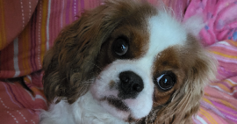 catherine pet sitter à SARTROUVILLE 78500_2