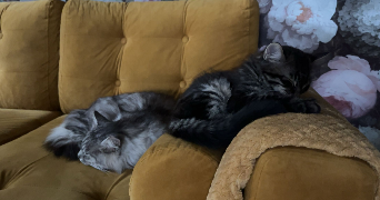 yria pet sitter à CHAMBERY 73000_1