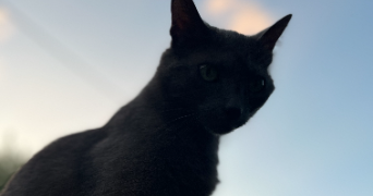 laura pet sitter à FRAISSES 42490_1