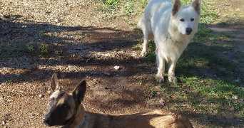 aurélie pet sitter à AVIGNON 84000_1