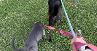 sabrina pet sitter à AUBERVILLIERS 93300_1