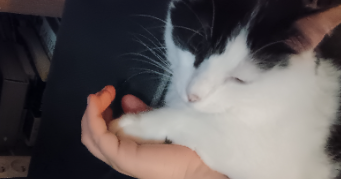 daphné pet sitter à CRAPONNE 69290_1