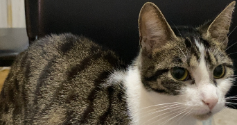 imene pet sitter à ST DENIS 93200_0