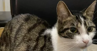 imene pet sitter à ST DENIS 93200