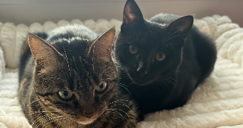 audrey pet sitter à AMBOISE 37400_1