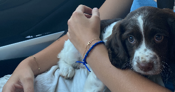 célia pet sitter à MIONS 69780_0