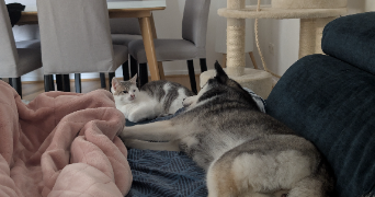 emilie pet sitter à GUYANCOURT 78280_7