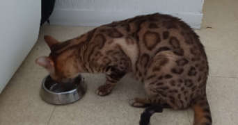 christele pet sitter à Montigny Le Bretonneux 78180_4