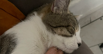 ally pet sitter à BOBIGNY 93000_1