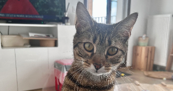 mathilde pet sitter à TRILPORT 77470_3