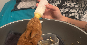 manon pet sitter à NOUATRE 37800_8