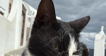 kevin pet sitter à LE PLESSIS ROBINSON 92350_3