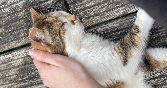 apolline pet sitter à ANGERS 49100_8