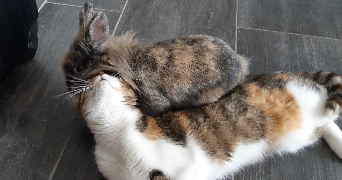 elodie pet sitter à HYERES 83400_0
