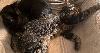 lilou pet sitter à LAMBERSART 59130_1
