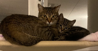 isabella pet sitter à VILLEURBANNE 69100_3
