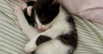 anaelle pet sitter à CHATENAY MALABRY 92290_2