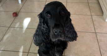alison pet sitter à ST CYR 07430_3