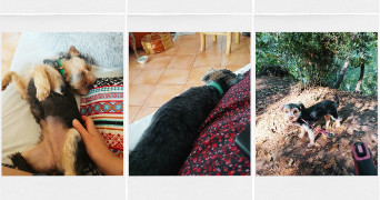 bérengère pet sitter à MONTPELLIER 34000_10