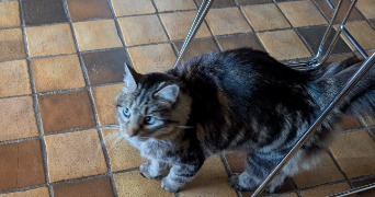 isabelle pet sitter à MARLY 57155_4