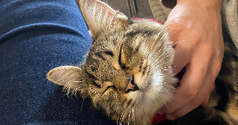 samantha cat sitter à SOISY SUR ECOLE 91840_0