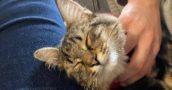 samantha cat sitter à SOISY SUR ECOLE 91840