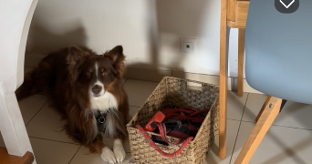 léa pet sitter à IFFENDIC 35750_2