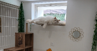 celine pet sitter à LANGEAIS 37130_9