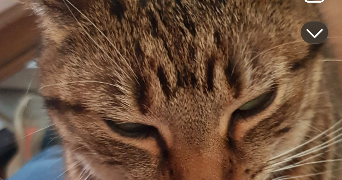 salomé pet sitter à TRECLUN 21130_6