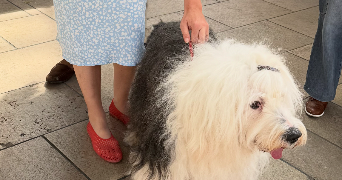 anna pet sitter à PARIS 04 75004_2