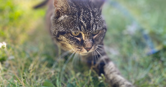 océane pet sitter à MERIGNAC 33700_1