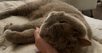 florine pet sitter à LA ROCHELLE 17000_6