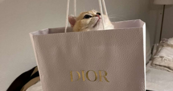 lilou pet sitter à MULHOUSE 68100_2