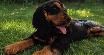 laurine pet sitter à RUMILLY 74150_6