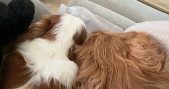 maëlle pet sitter à MITRY MORY 77290_4
